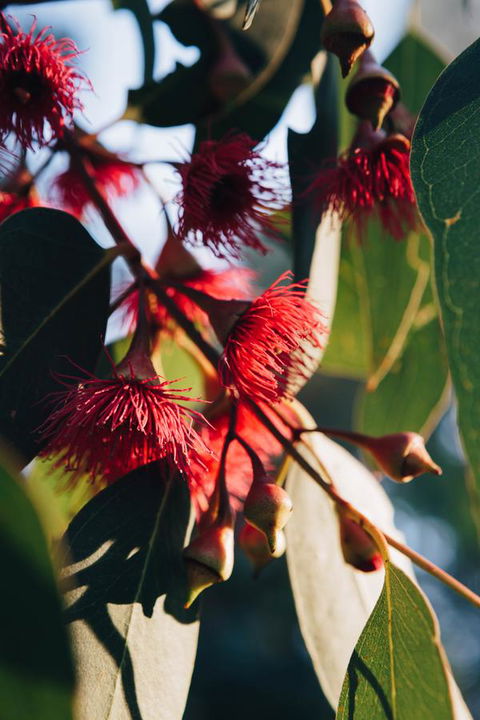 Dunkeld Studio Accommodation - Holiday Jervis Bay 20