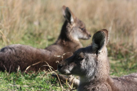 Halls Gap Lakeside Tourist Park - Holiday Jervis Bay 2