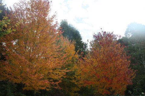 Shady Brook Cottages - Holiday Jervis Bay 13