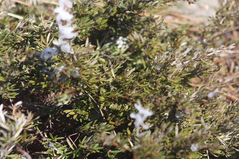Shady Brook Cottages - Holiday Jervis Bay 3