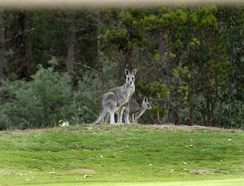 RACV Goldfields Resort - Holiday Jervis Bay 20