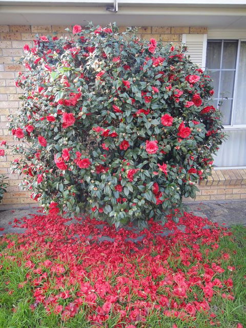 Town And Country Motor Inn - Holiday Jervis Bay 1