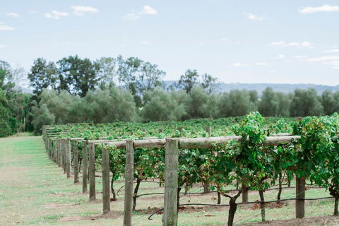 Tranquil Vale Vineyard - Holiday Jervis Bay 2