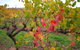 Triple Creek Guest House - Barossa Region - thumb 3
