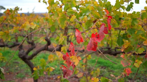 Triple Creek Guest House - Barossa Region - Holiday Jervis Bay 3