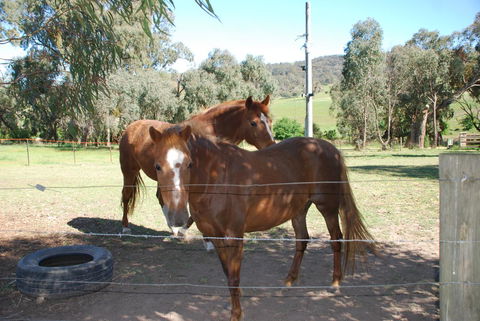 Bluegum Ridge Cottages - Holiday Jervis Bay 34