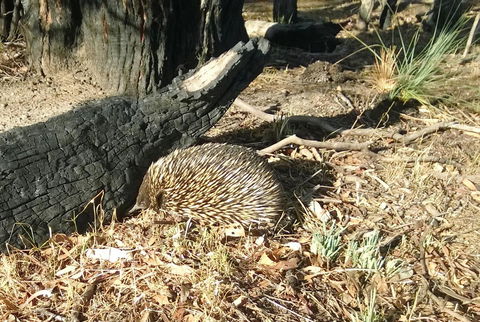 Grampians Pomonal Cottages - Holiday Jervis Bay 25
