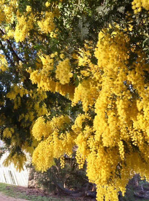 Grampians Pomonal Cottages - Holiday Jervis Bay 5