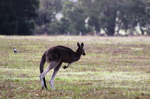 Grampians Pomonal Cottages - Holiday Jervis Bay 26