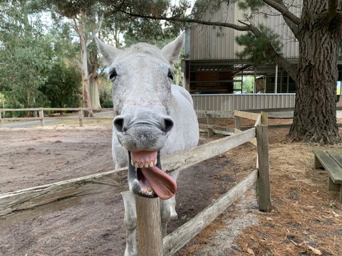 Kangaroo Manor - Holiday Jervis Bay 12