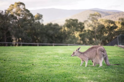 Kangaroo Manor - Holiday Jervis Bay 29