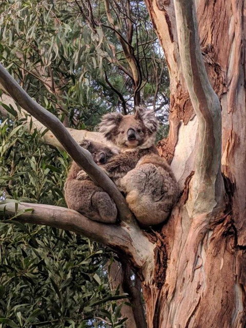 Kangaroo Manor - Holiday Jervis Bay 9