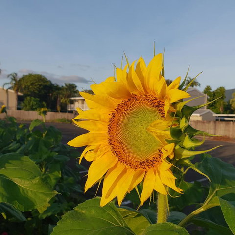 Palm Royale Cairns - Holiday Jervis Bay 4