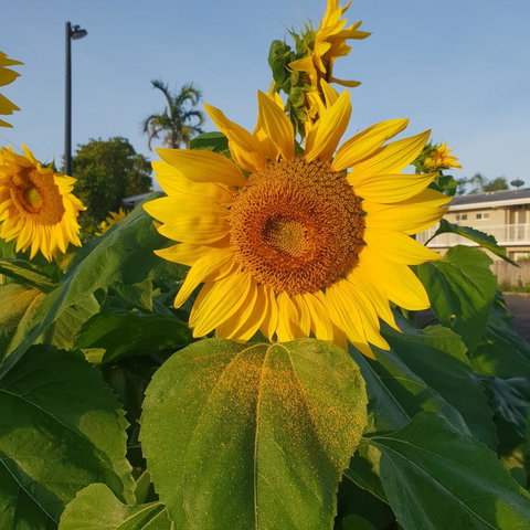 Palm Royale Cairns - Holiday Jervis Bay 1