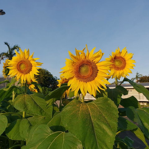 Palm Royale Cairns - Holiday Jervis Bay 3