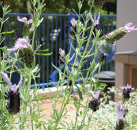 Surfers Beach Resort One - Holiday Jervis Bay
