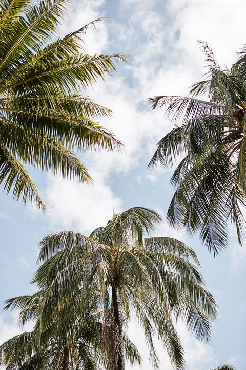 Novotel Cairns Oasis Resort - Holiday Jervis Bay 9