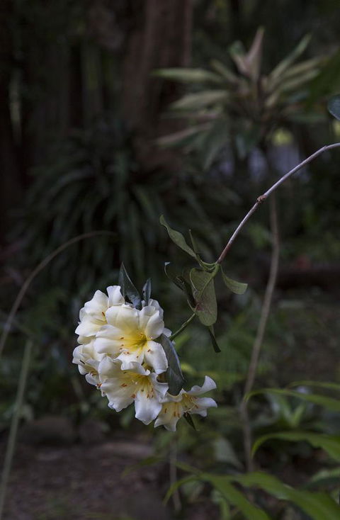 Bower 63 - Holiday Jervis Bay 18