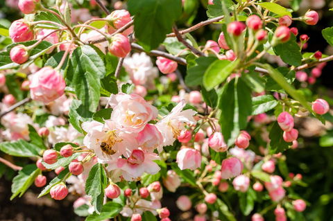 Apple Blossom Cottages - Holiday Jervis Bay 3