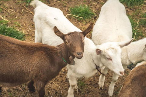 Altitude - A Tiny House Experience In A Goat Farm By Tiny Away - Holiday Jervis Bay 2