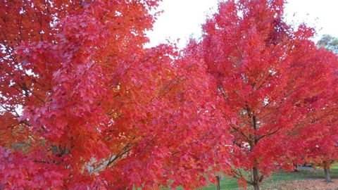 HEALESVILLE GETAWAY - Holiday Jervis Bay 0