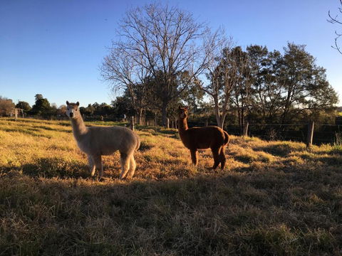 Muswellbrook Northside Bed & Breakfast - Holiday Jervis Bay 0