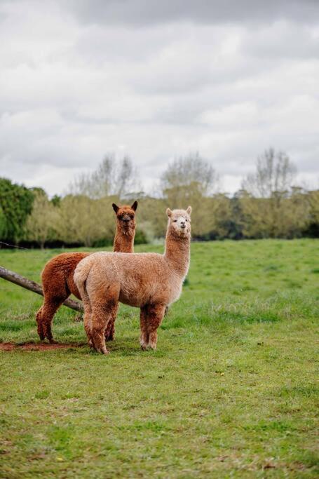Romantic Luxury Tiny Home In An Idyllic Setting - Holiday Jervis Bay 3