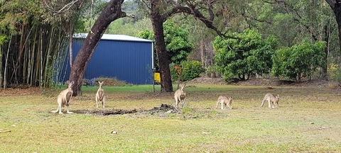 Roo Or 2 On Streeter - Holiday Jervis Bay 0