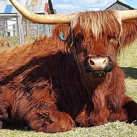 Straw House Farm - STANTHORPE - Holiday Jervis Bay 0