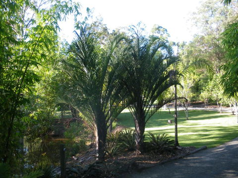 BoBRENE On Tamborine Nude Retreat - Quaint Cottage - Holiday Jervis Bay 2