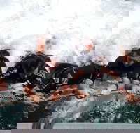 Cruise in Moreton Bay Marine Park and Moreton Island - Holiday Jervis Bay