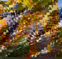 Full Day Tamar Valley Wine Tour - Holiday Jervis Bay