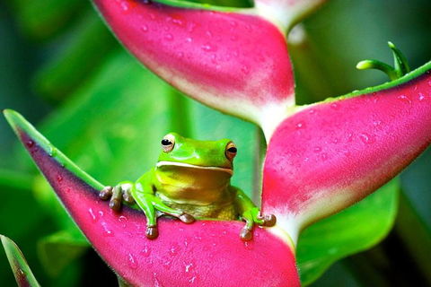 Cape Tribulation, Mossman Gorge, And Daintree Rainforest Premium Day Tour - Holiday Jervis Bay 0