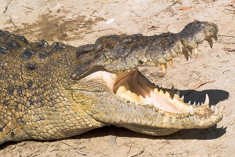 Cape Tribulation, Mossman Gorge, And Daintree Rainforest Premium Day Tour - Holiday Jervis Bay 1