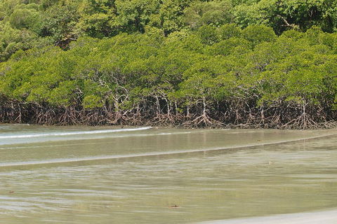 Cape Tribulation, Mossman Gorge, And Daintree Rainforest Premium Day Tour - Holiday Jervis Bay 4