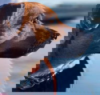 1.5-Hour Boat Rental in Melbourne - Holiday Jervis Bay