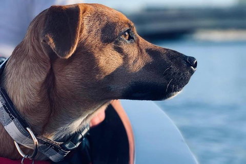 1.5-Hour Boat Rental In Melbourne - Holiday Jervis Bay 0