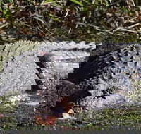 Full Day Tour in the Daintree - Holiday Jervis Bay