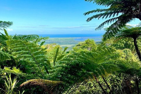 Full Day Tour In The Daintree - Holiday Jervis Bay 5
