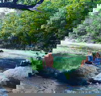 Afternoon Half-Day Daintree Rainforest and River Tour - Holiday Jervis Bay