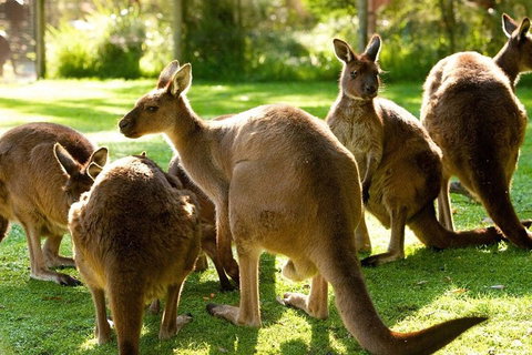Melbourne City Card (3 Days): Visit Unlimited Attractions! - Holiday Jervis Bay 4