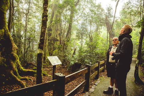 Full-day Springbrook National Park Tour From The Gold Coast - Holiday Jervis Bay 1