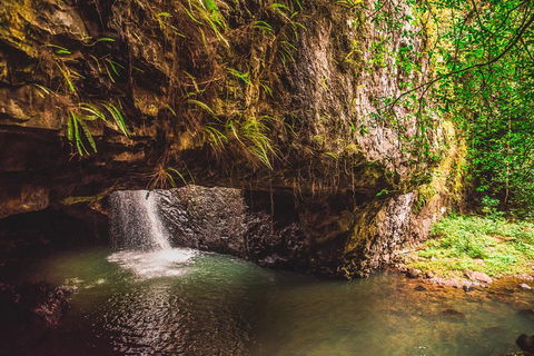 Full-day Springbrook National Park Tour From The Gold Coast - Holiday Jervis Bay 4