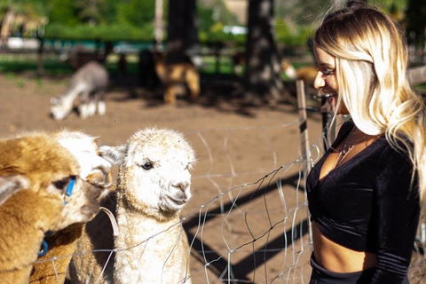 O'Reilly's & Lamington National Park Incl. Alpaca Farm + Vineyard - Holiday Jervis Bay 3