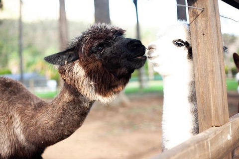 O'Reilly's & Lamington National Park Incl. Alpaca Farm + Vineyard - Holiday Jervis Bay 4