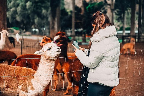 O'Reilly's & Lamington National Park Incl. Alpaca Farm + Vineyard - Holiday Jervis Bay 5