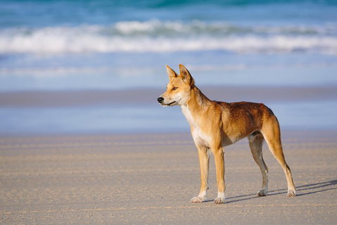 Fraser Island 4WD Tour From Rainbow Beach - Holiday Jervis Bay 2