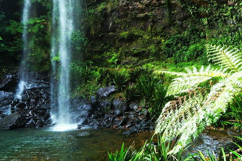 Private Tour - Rainforest & Waterfalls Extravaganza - Holiday Jervis Bay 1