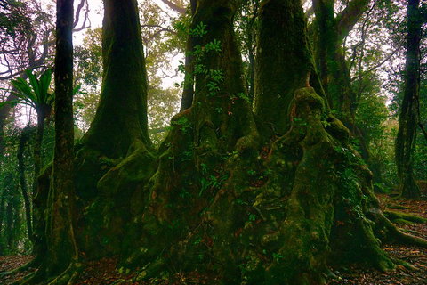 Private Tour - Rainforest & Waterfalls Extravaganza - Holiday Jervis Bay 5