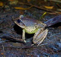 Glow Worms Private Tour - Nocturnal Rainforest Walk - Holiday Jervis Bay
